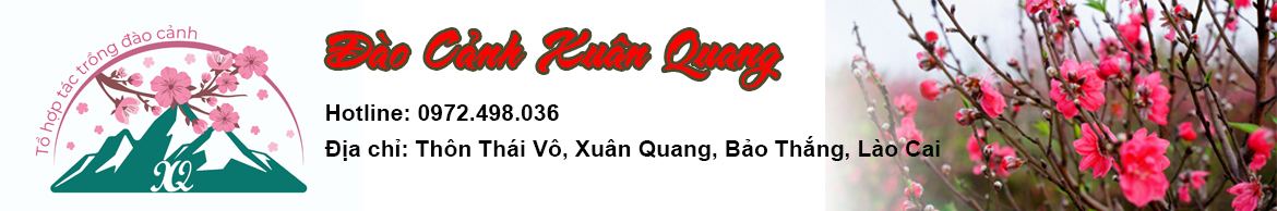 ĐÀO CẢNH XUÂN QUANG