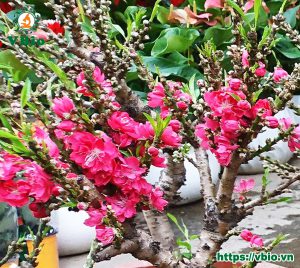 Đào thất thốn