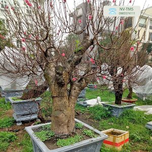 Đào bonsai